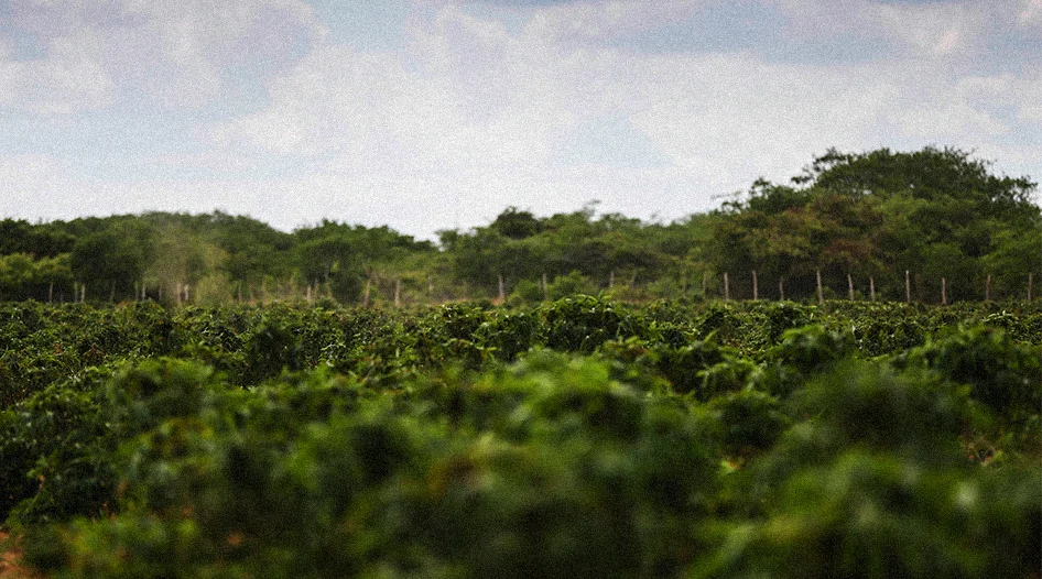 ambev roots — cassava field
