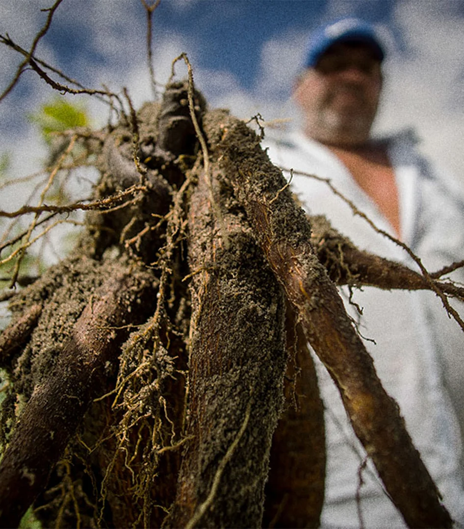 ambev roots — cassava harvest and farmer
